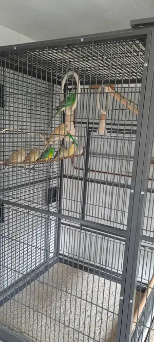 Voliere für Vögel  Bild 5