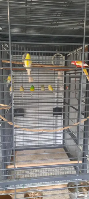 Voliere für Vögel  Bild 2