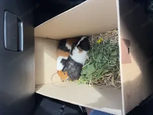 Meerschweinchen  Bild 3