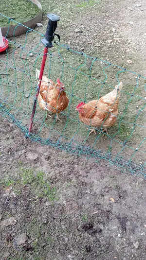 Legehennen günstig abzugeben 