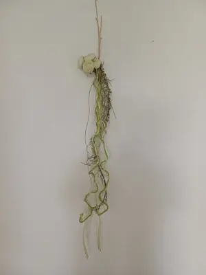 Hübsche Türdekoration, 1m lang