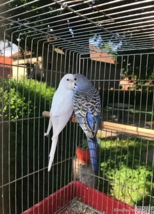 kafig und Vogel 