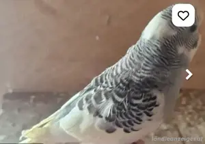kafig und Vogel  Bild 2