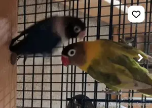 kafig und Vogel  Bild 5