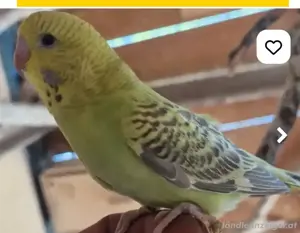 kafig und Vogel  Bild 4