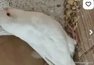 kafig und Vogel  Bild 3