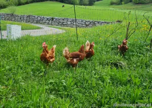 hühner Bild 2
