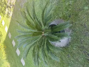 Palme zu verkaufen  Bild 2