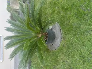 Palme zu verkaufen 