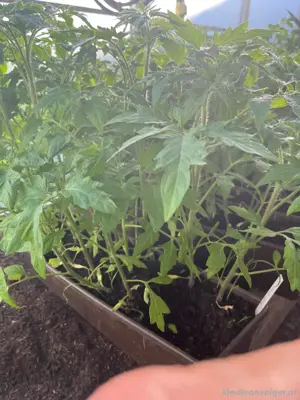 Tomatensetzlinge