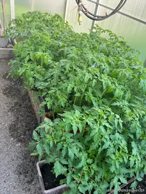 Tomatensetzlinge Bild 2