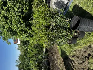 Portugiesischer Kirschlorbeer Bild 2