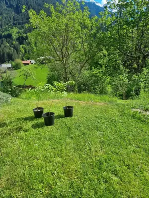 Bienenbaum 