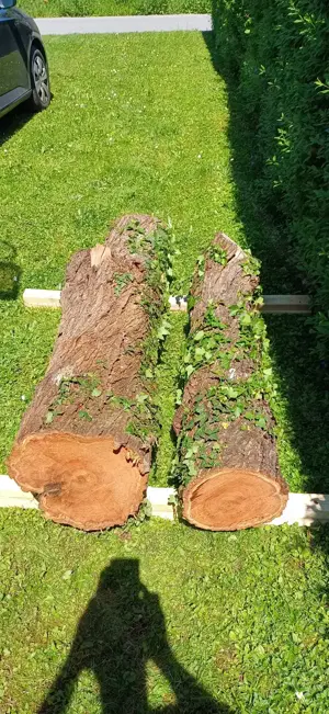 Zwetschke Zwetschgenholz Baum Baumstamm 