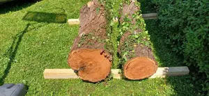 Zwetschke Zwetschgenholz Baum Baumstamm  Bild 2