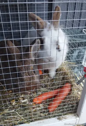 Hasen mit Gehege 