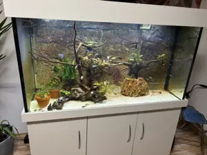 Meer oder Süßwasseraquarium  Bild 2