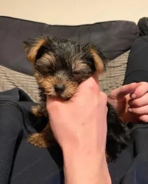 Reinrassige Yorkshire Terrier Welpen Bild 2
