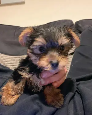 Reinrassige Yorkshire Terrier Welpen
