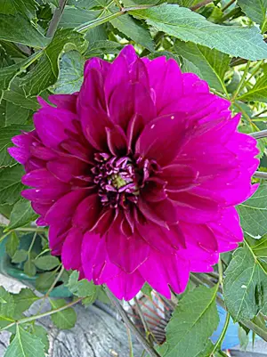 Dahlien Knolle, dunkelviolett, gefüllt 