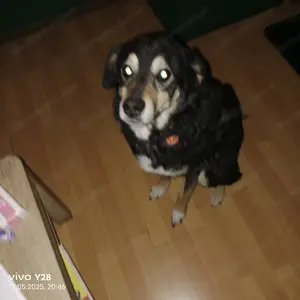 Möchte einen Hund ein  ein wunderschönes zu Hause suchen