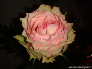 Sinnliche meditative Tantra Reiki Energie Massage 50+  Bild 4