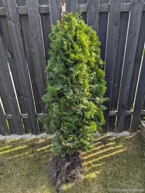 thuja zu verschenken koblach