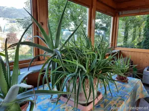 Aloe Vera Pflanze 