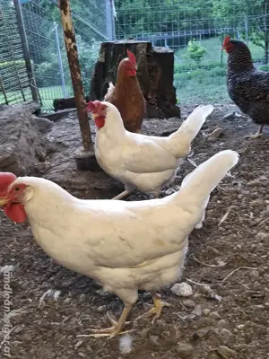 Hühner 13 Stück Bild 2