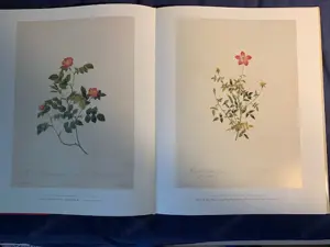 Seltenes Kunstbuch : Die Rosen  von Pierre Joseph Redoute Bild 4