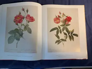 Seltenes Kunstbuch : Die Rosen  von Pierre Joseph Redoute Bild 7