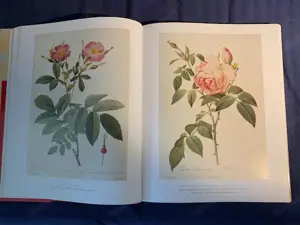 Seltenes Kunstbuch : Die Rosen  von Pierre Joseph Redoute Bild 5