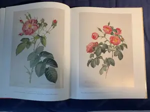 Seltenes Kunstbuch : Die Rosen  von Pierre Joseph Redoute Bild 6