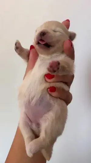 Pomeranian Zwergspitz Welpe  Bild 2