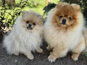 Pomeranian Zwergspitz Welpe  Bild 6