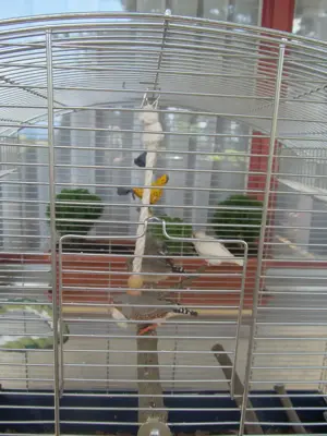 Hast du an 2 Zebrafinken Interesse ? Bild 2
