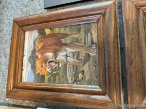 bild und Meeresschnecken