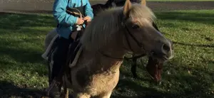 Reitunterricht gesucht