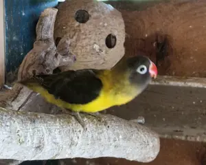 Käfig und agaporniden  Bild 2