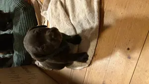 Labradorwelpen Reinrassig Braun  Bild 2