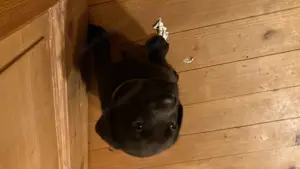 Labradorwelpen Reinrassig Braun 