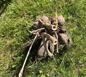 Dahlienknollen zu verschenken Bild 3