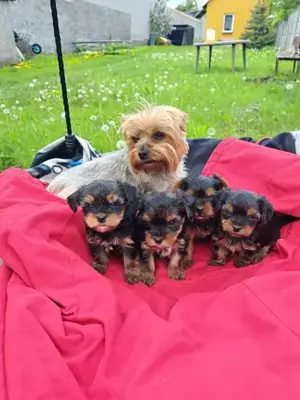 Biewer Yorkshire Terrier Welpen frühzeitige Reservierung möglich!