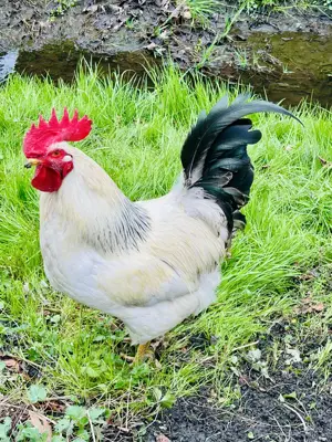 Sussex Hahn Gustav sucht neues zu Hause!