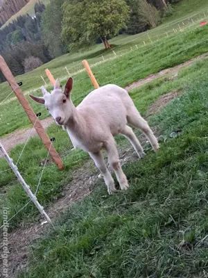 Ziegenbock