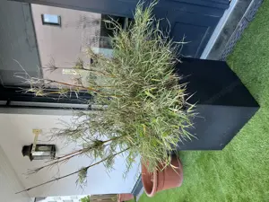 Pflanze inkl. Topf zu verschenken Bild 3