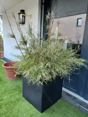 Pflanze inkl. Topf zu verschenken Bild 2