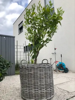 Orangenbaum im Topf incl. Korb! Bild 4