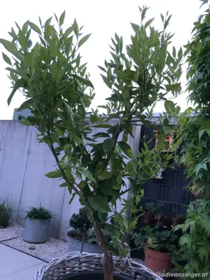 Orangenbaum im Topf incl. Korb! Bild 2