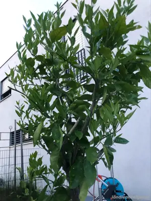 Orangenbaum im Topf incl. Korb!